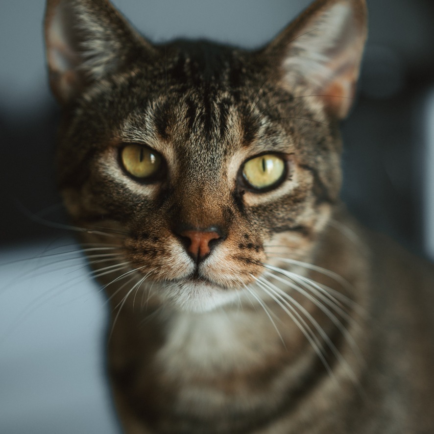 Nandor