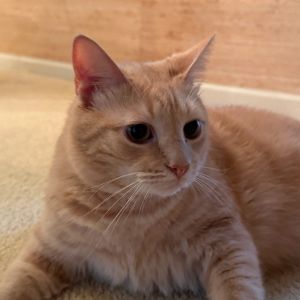 Wasowski NRAR (bonded w/Sassy NRAR), Adult Male unknown