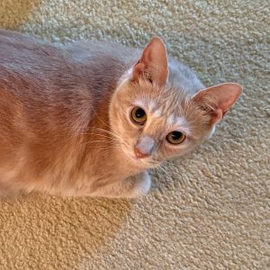 Sassy NRAR (bonded w/Wasowski NRAR), Adult Female unknown