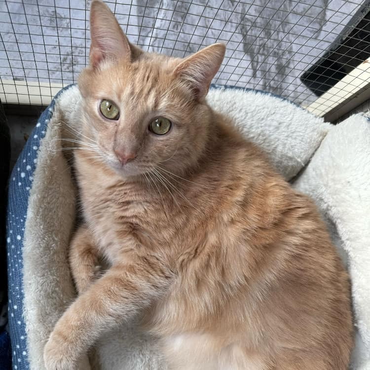 Sassy NRAR (bonded w/Wasowski NRAR)
