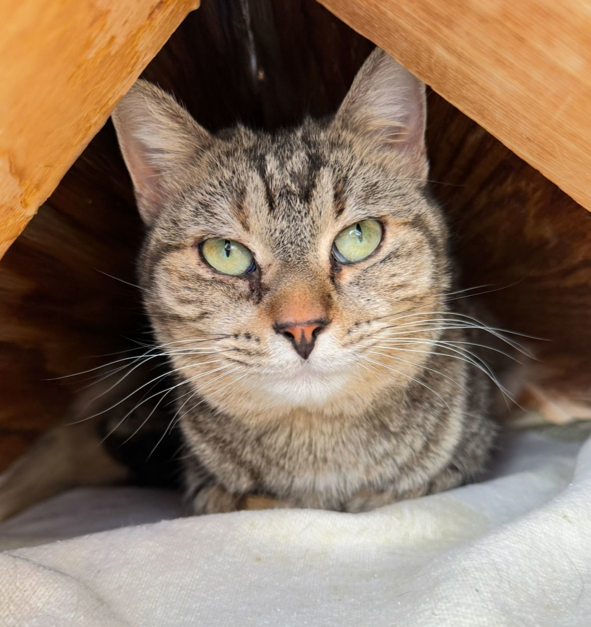 Mia, an adoptable Tabby, Domestic Short Hair in Williamsburg, NM, 87942 | Photo Image 4