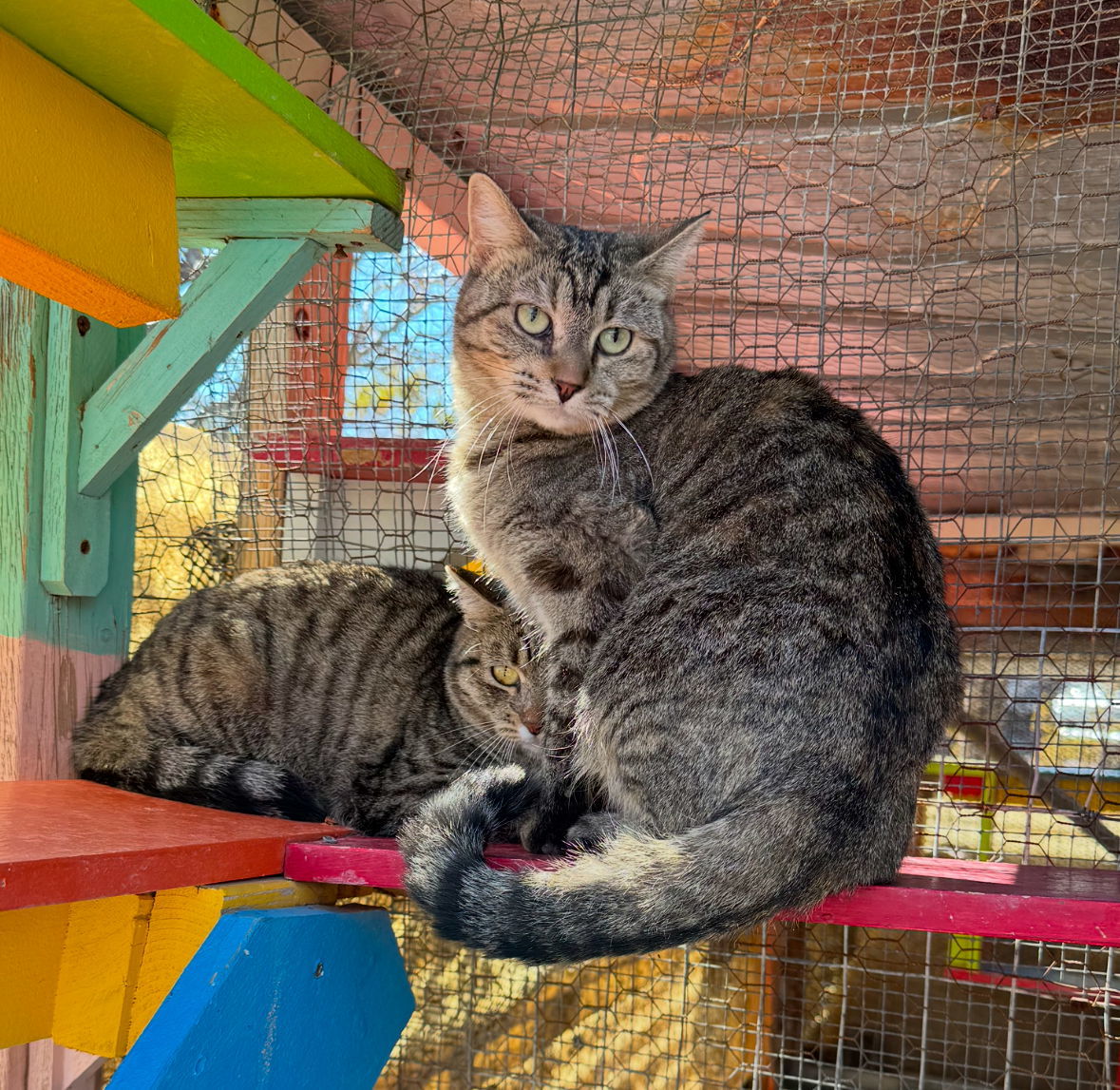 Mia, an adoptable Tabby, Domestic Short Hair in Williamsburg, NM, 87942 | Photo Image 6