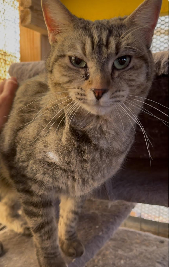Mia, an adoptable Tabby, Domestic Short Hair in Williamsburg, NM, 87942 | Photo Image 7