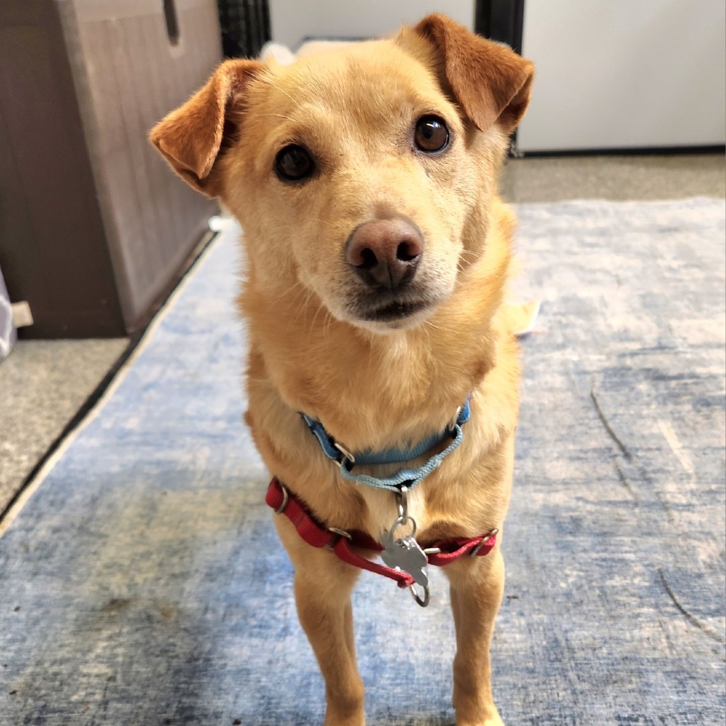 Hog, an adoptable Schipperke in Falls Church, VA, 22044 | Photo Image 1