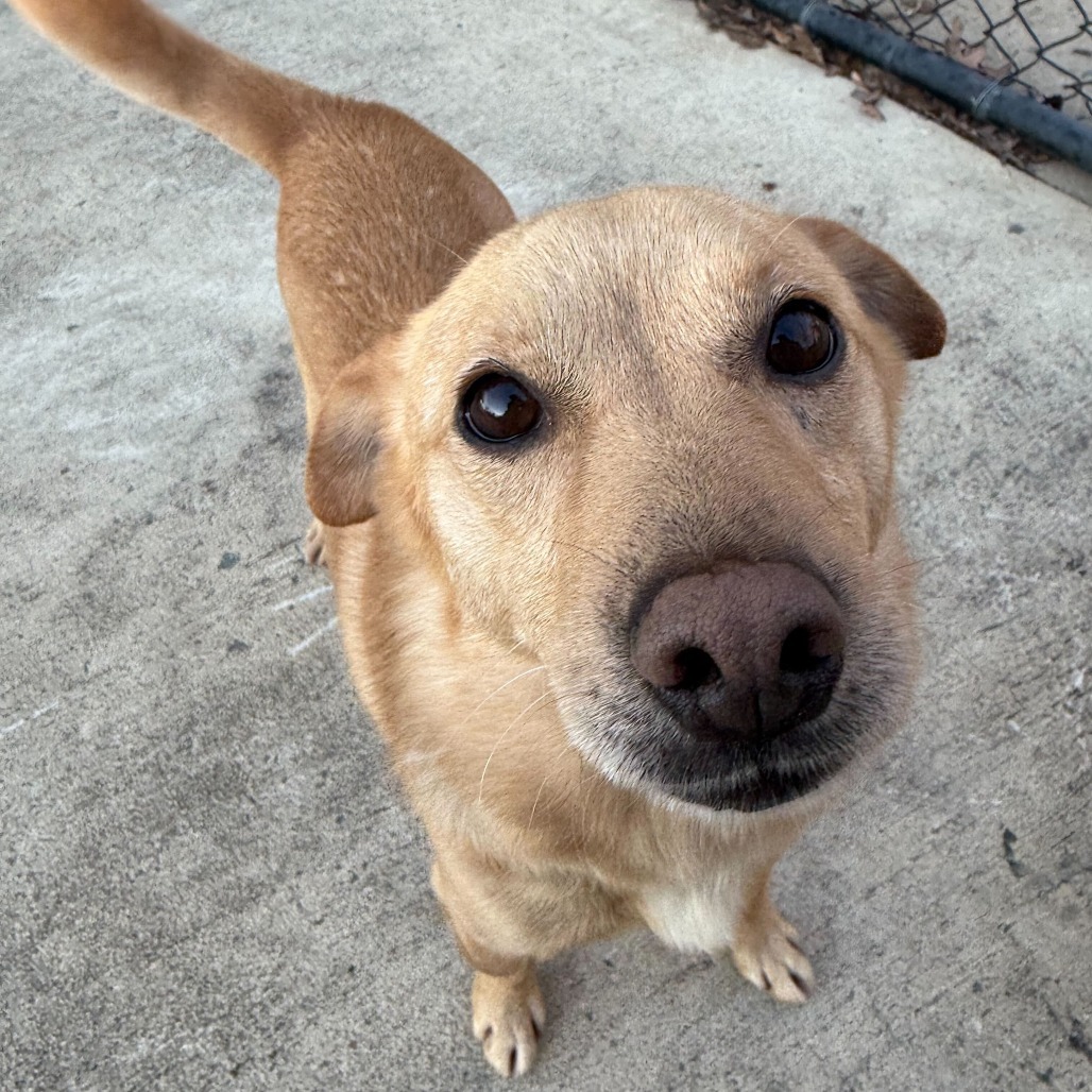 Hog, an adoptable Schipperke in Falls Church, VA, 22044 | Photo Image 2