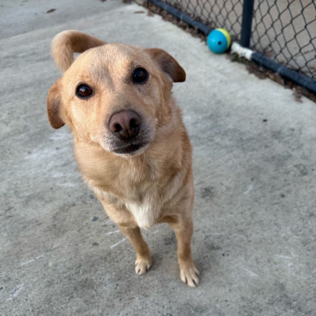 Hog, an adoptable Schipperke in Falls Church, VA, 22044 | Photo Image 3