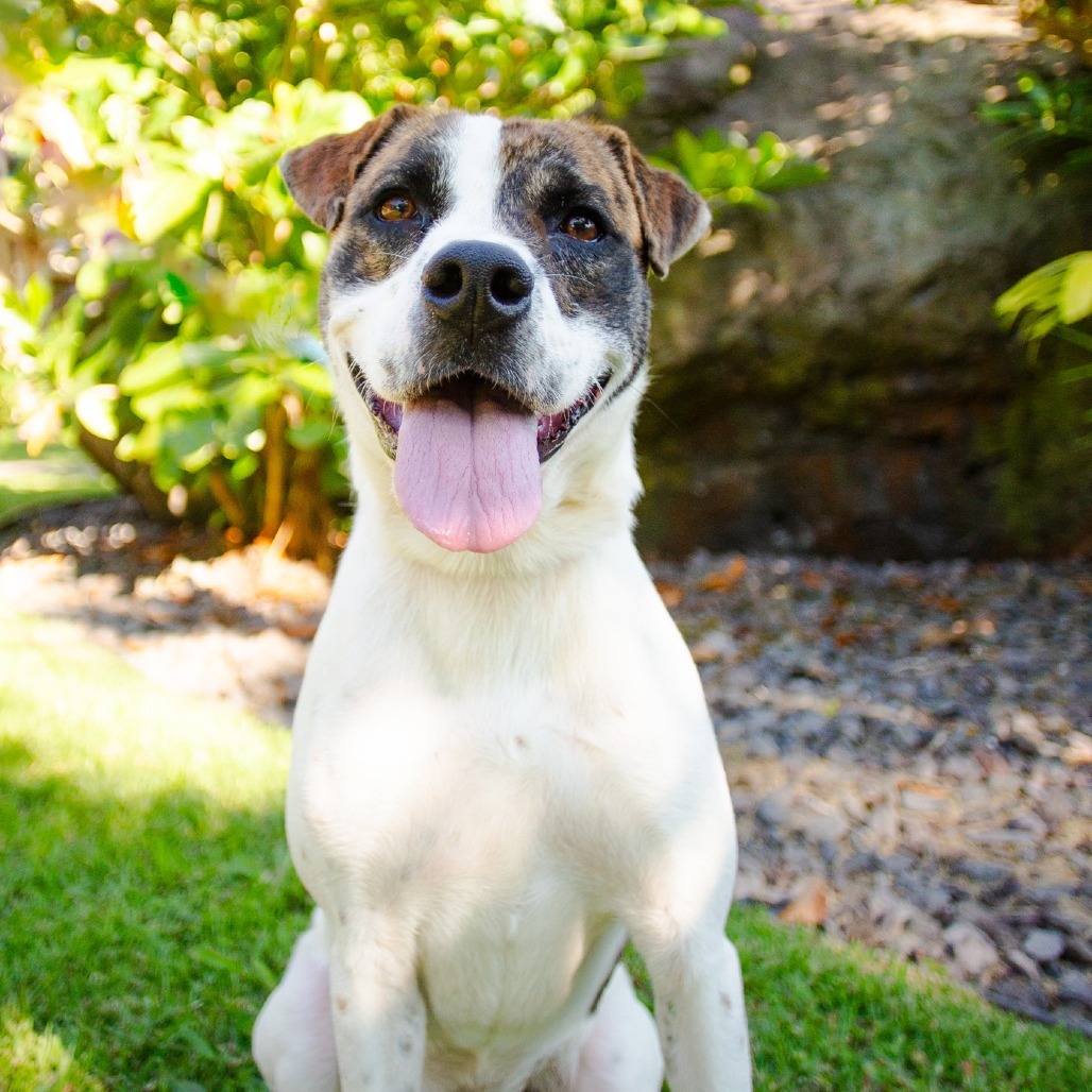 Pop-Tart, an adoptable Mixed Breed in Kailua Kona, HI, 96740 | Photo Image 1