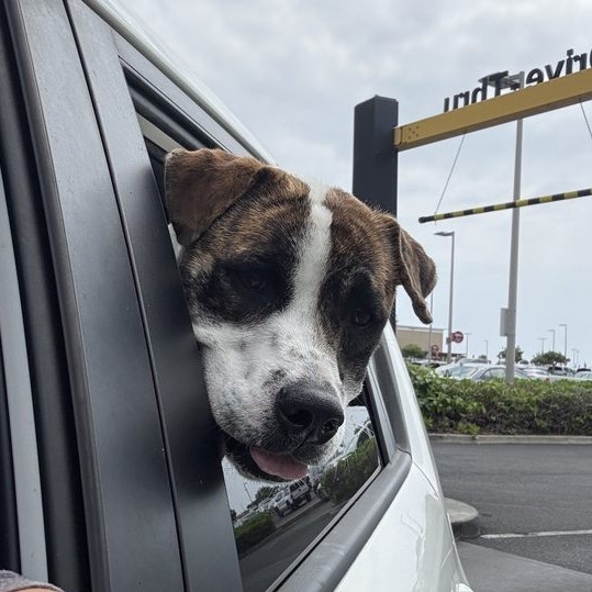 Pop-Tart, an adoptable Mixed Breed in Kailua Kona, HI, 96740 | Photo Image 4