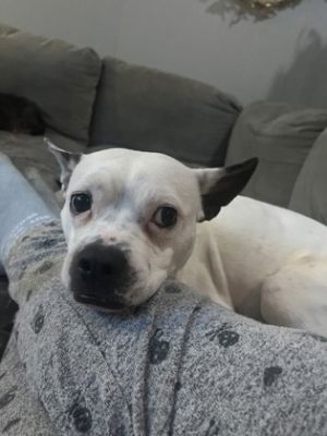 Marshmallow, Adult Male Mixed Breed