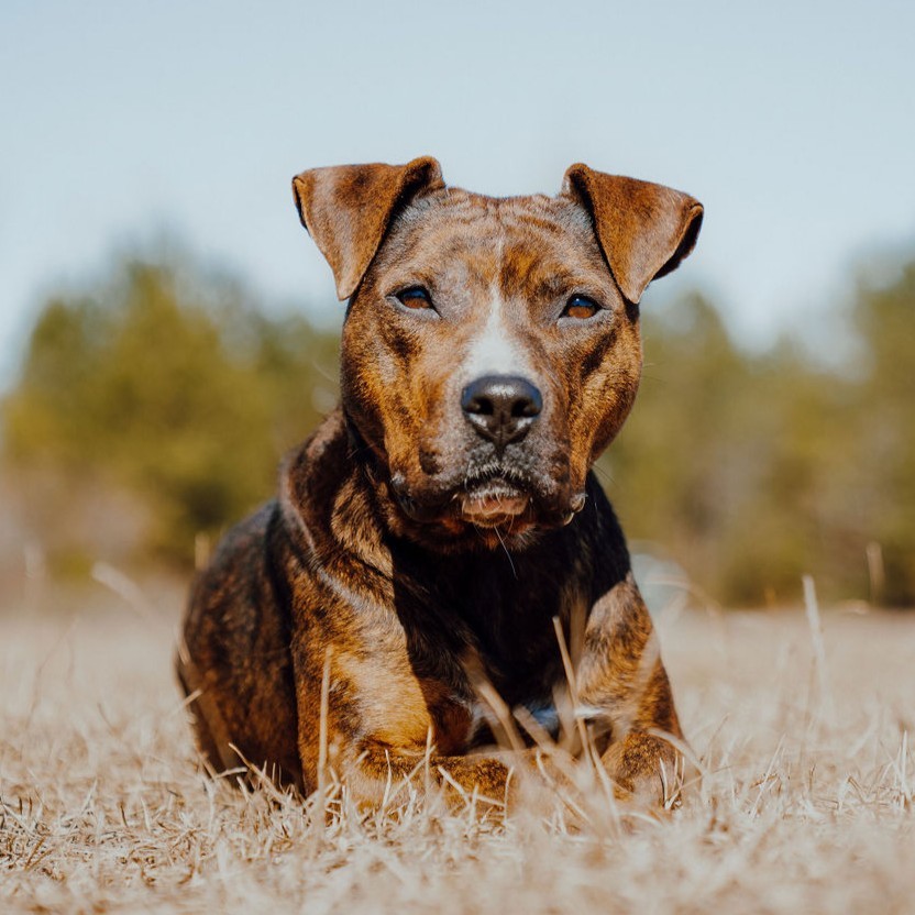 Rhea, an adoptable Terrier in Winnabow, NC, 28479 | Photo Image 1