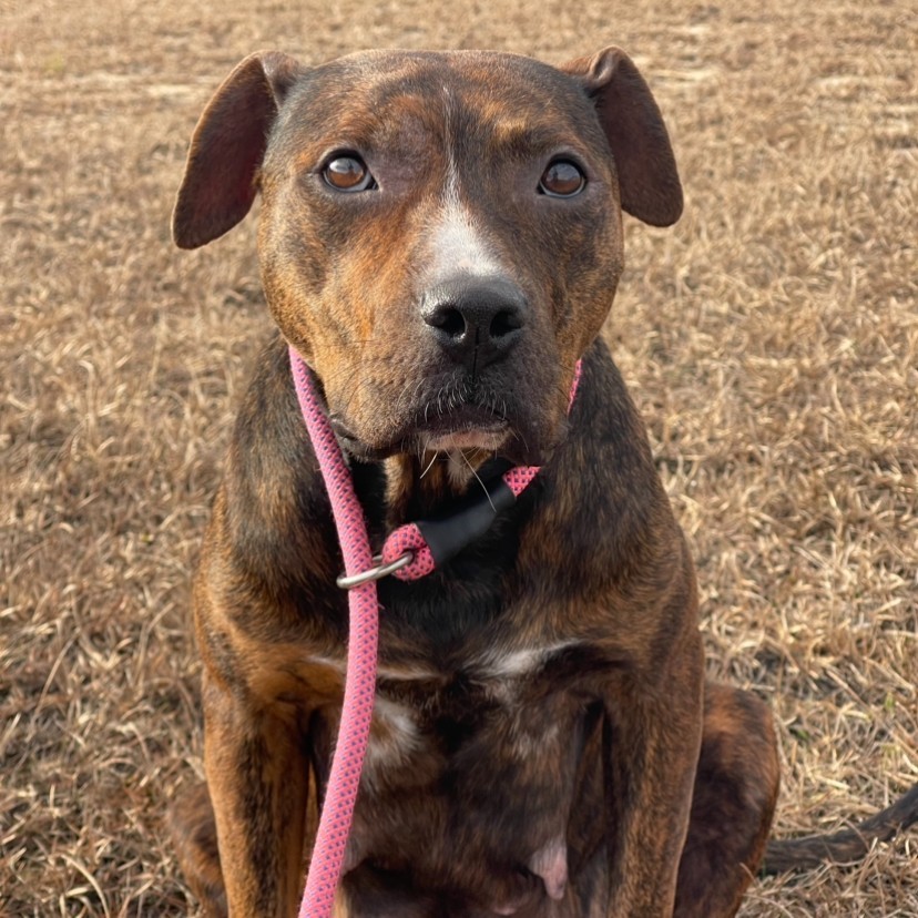 Rhea, an adoptable Terrier in Winnabow, NC, 28479 | Photo Image 2