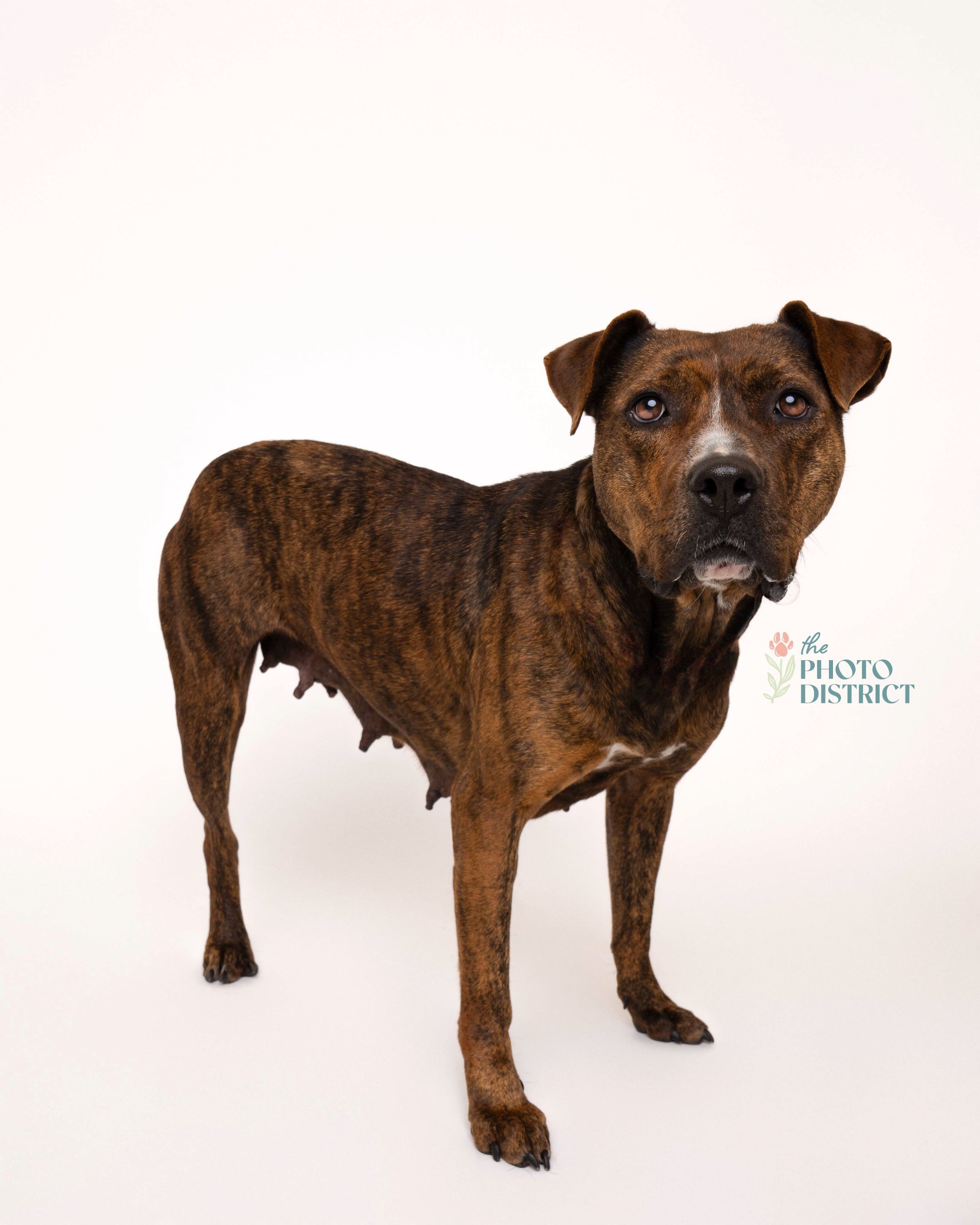Rhea, an adoptable Terrier in Winnabow, NC, 28479 | Photo Image 3