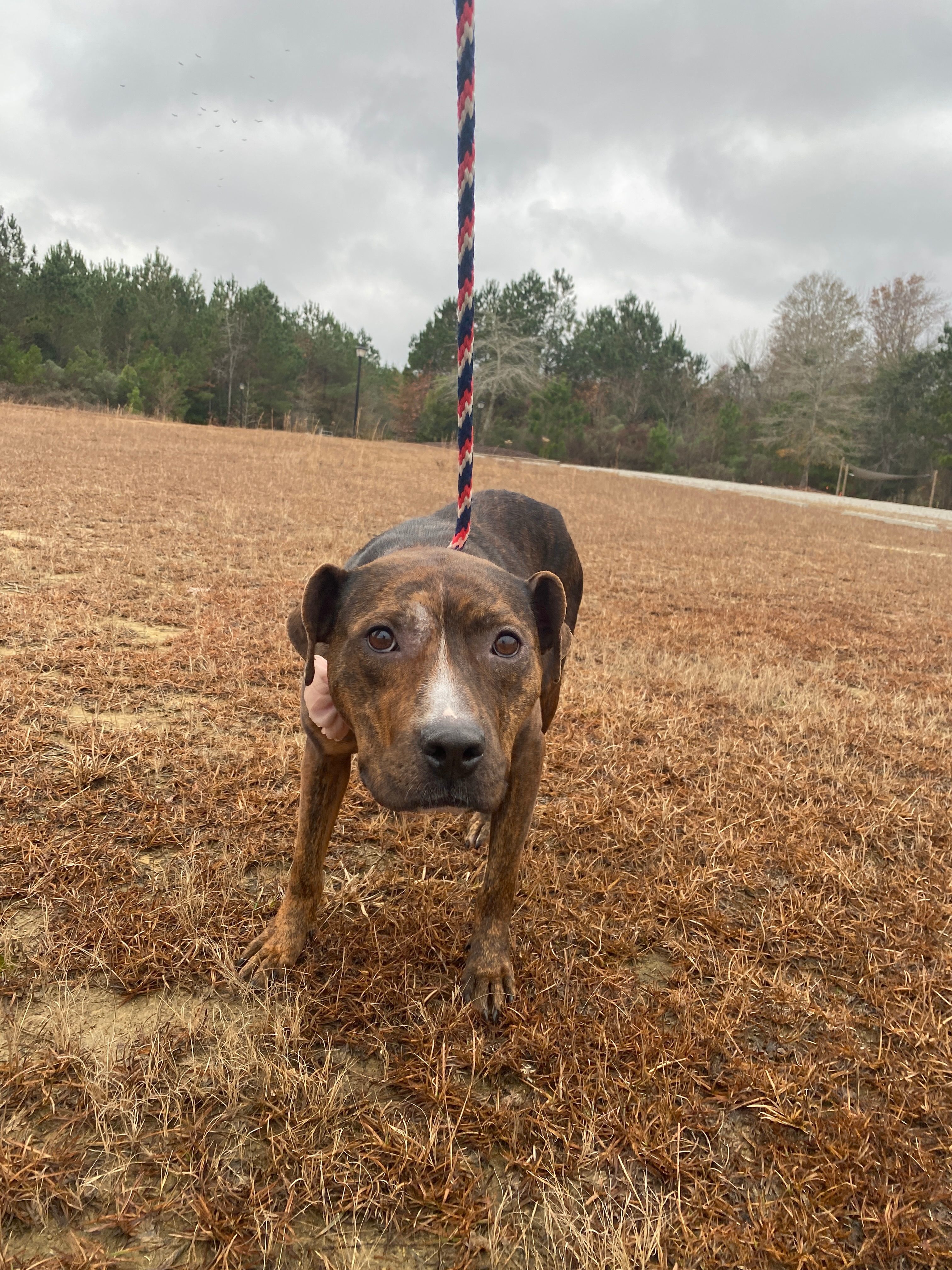 Rhea, an adoptable Terrier in Winnabow, NC, 28479 | Photo Image 4