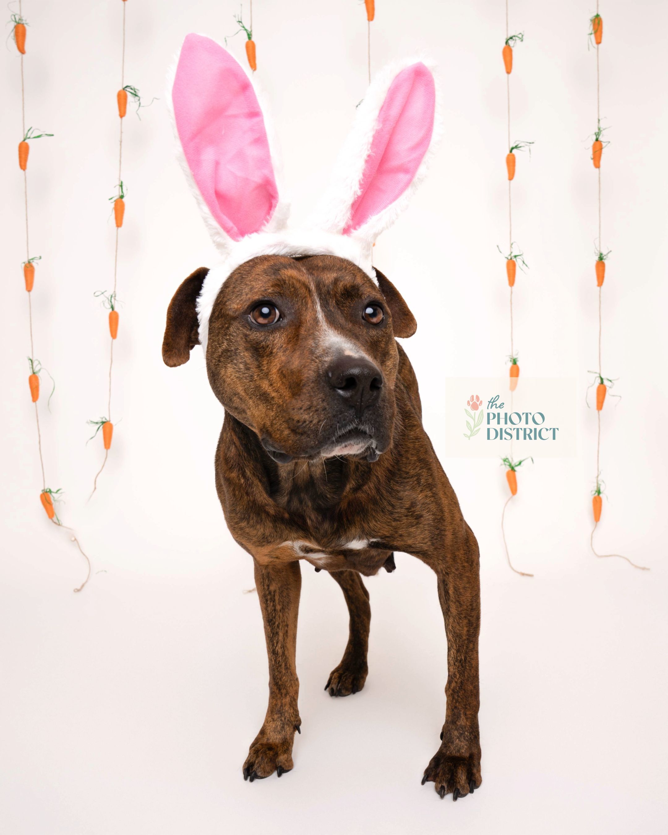 Rhea, an adoptable Terrier in Winnabow, NC, 28479 | Photo Image 5