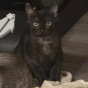 Carmine (Shorter Hair)Bonded to Beretta, Adult Female Domestic Short Hair