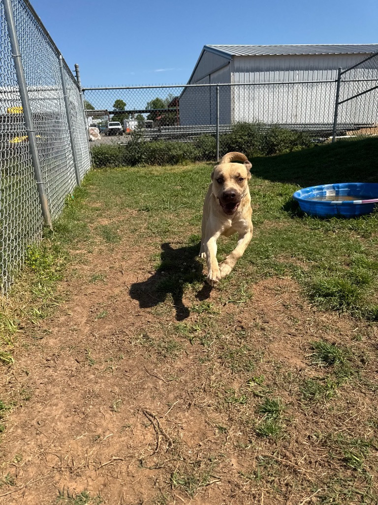 Sunny