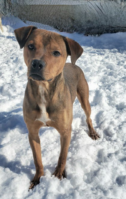 Peanut (6516), an adoptable Pit Bull Terrier in Lake City, MI, 49651 | Photo Image 1