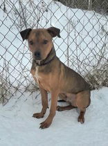 Peanut (6516), an adoptable Pit Bull Terrier in Lake City, MI, 49651 | Photo Image 2