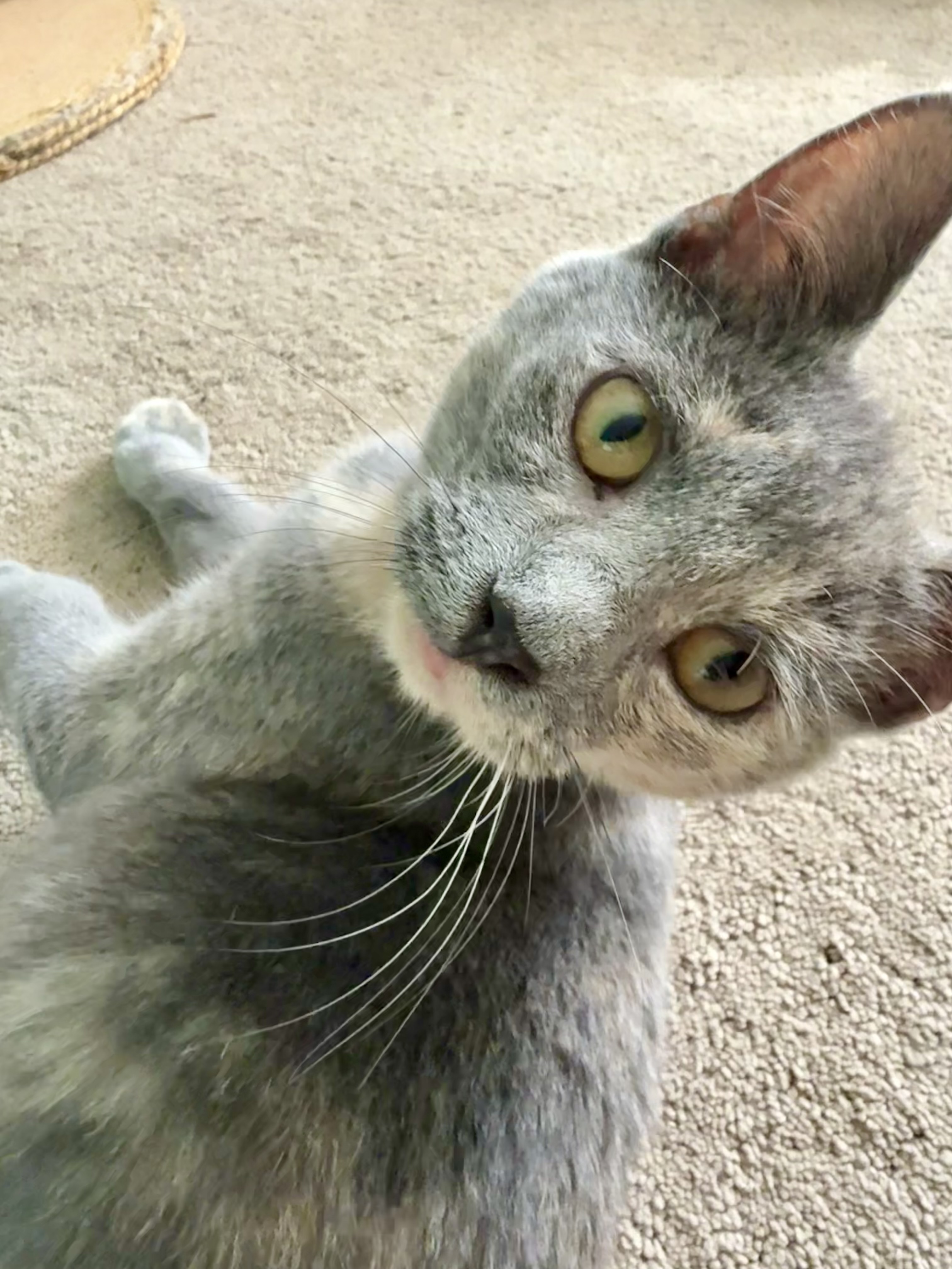 Nixie