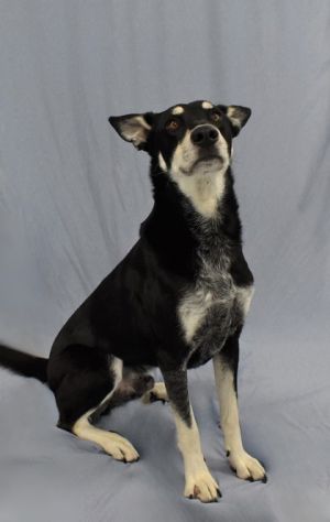 Milky Way is an adult Husky mix with impressive manners and a sharp mind-he already knows several co