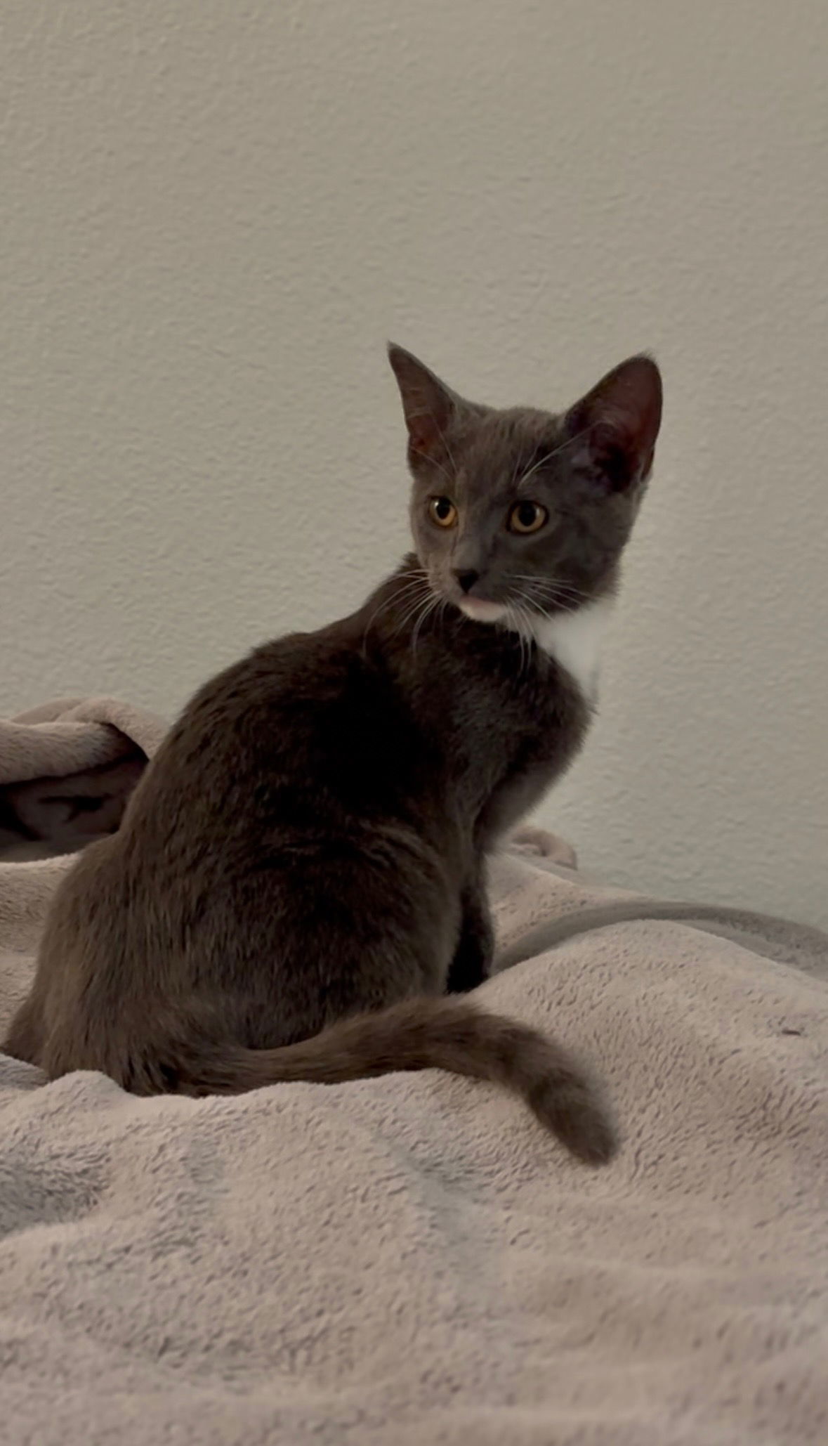 Hermione Napa Petco