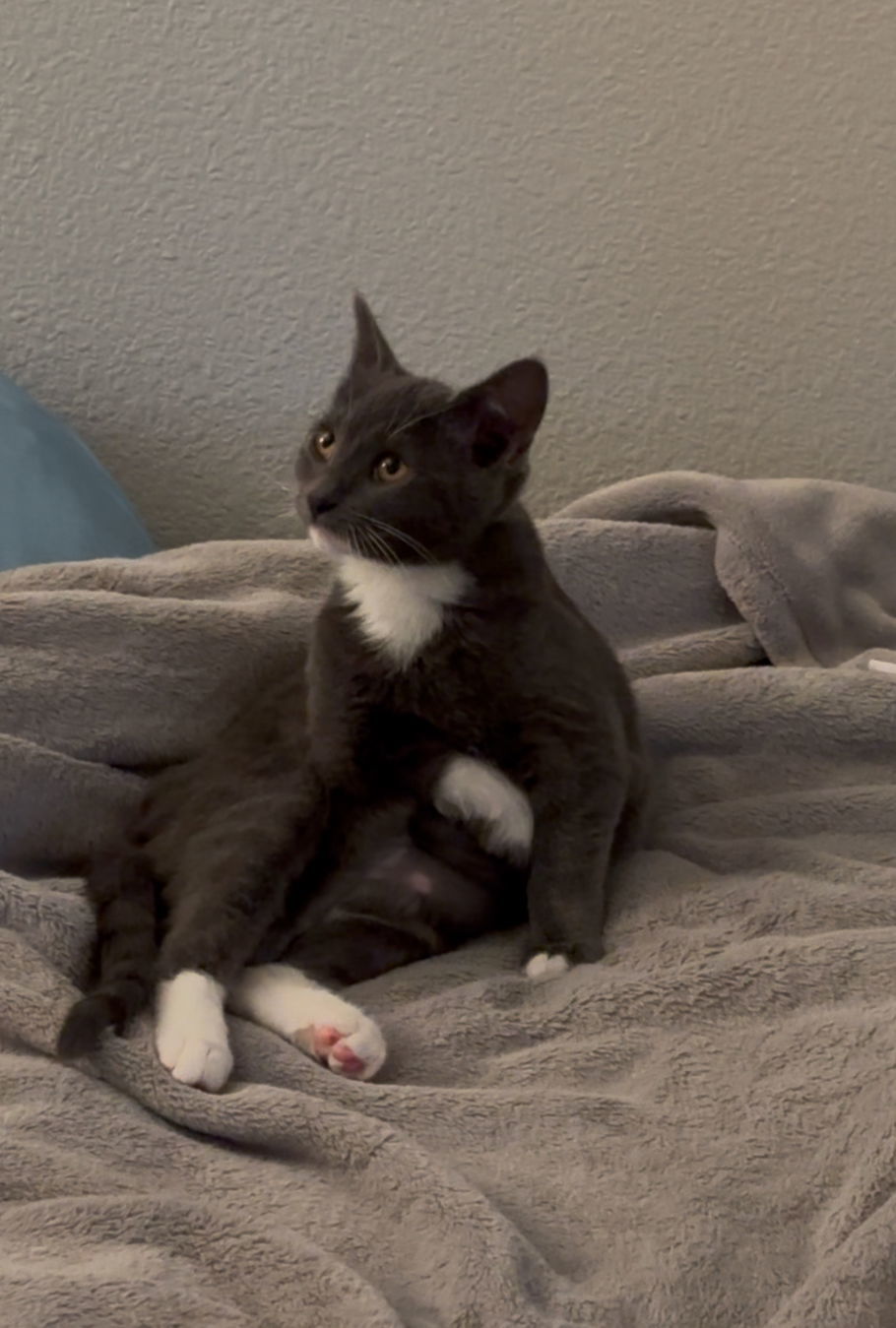 Hermione Napa Petco