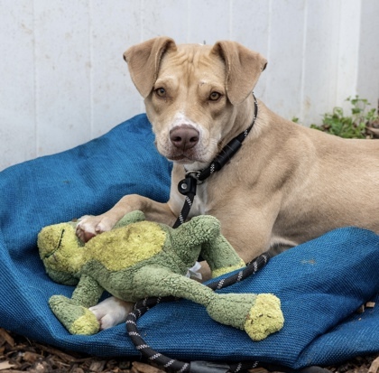 MaMa Dean - IN FOSTER