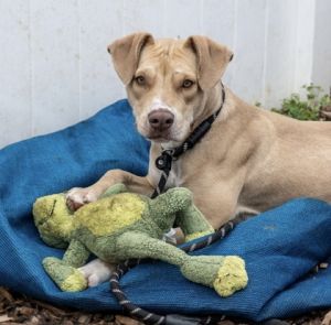 MaMa Dean - IN FOSTER, Adult Female Mixed Breed