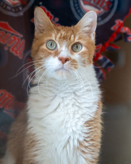 Perkle, an adoptable Domestic Short Hair in Pequot Lakes, MN, 56472 | Photo Image 1