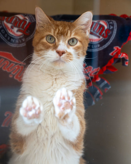 Perkle, an adoptable Domestic Short Hair in Pequot Lakes, MN, 56472 | Photo Image 2