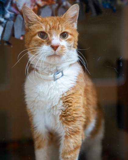 Perkle, an adoptable Domestic Short Hair in Pequot Lakes, MN, 56472 | Photo Image 3