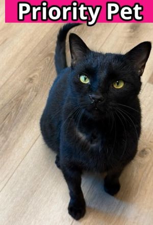 Rex `A PRIORITY PET`, Adult Male Domestic Short Hair