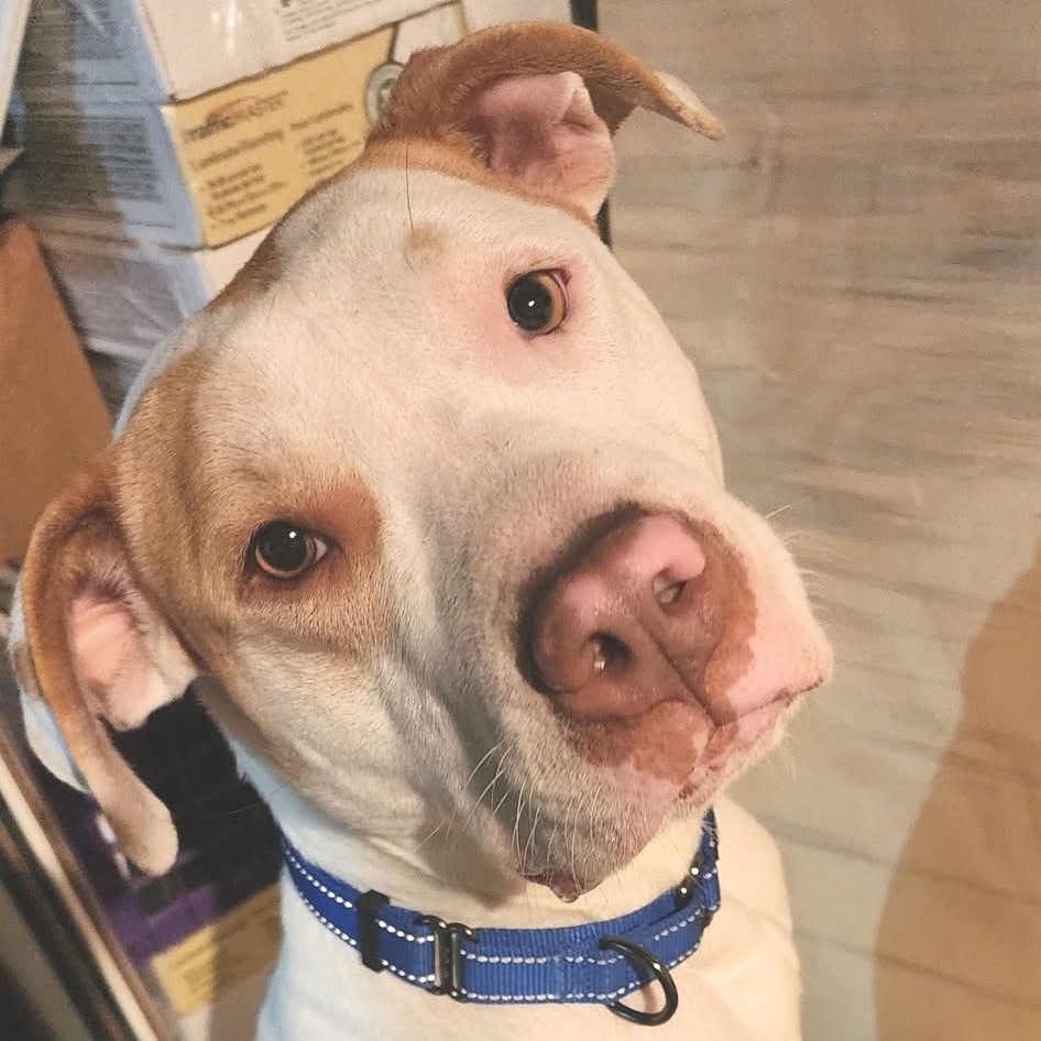 Emmitt, an adoptable Pit Bull Terrier in Brainerd, MN, 56401 | Photo Image 1