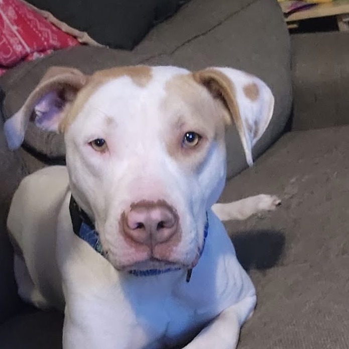 Emmitt, an adoptable Pit Bull Terrier in Duluth, MN, 55803 | Photo Image 1