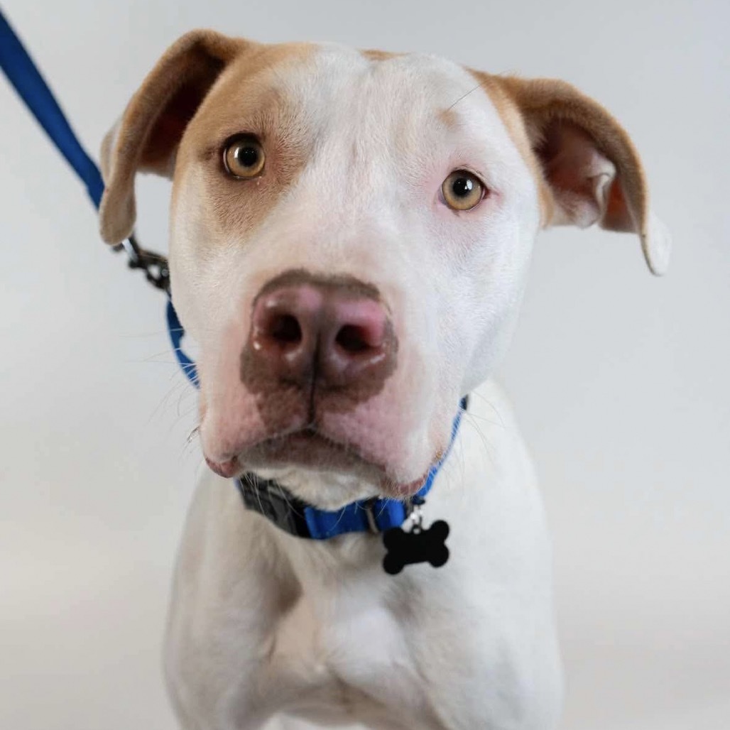 Emmitt, an adoptable Pit Bull Terrier in Duluth, MN, 55803 | Photo Image 2