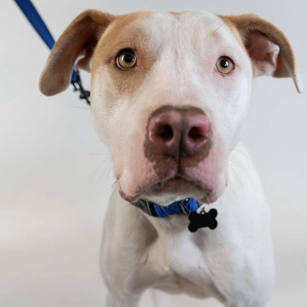 Emmitt, an adoptable Pit Bull Terrier in Duluth, MN, 55803 | Photo Image 3