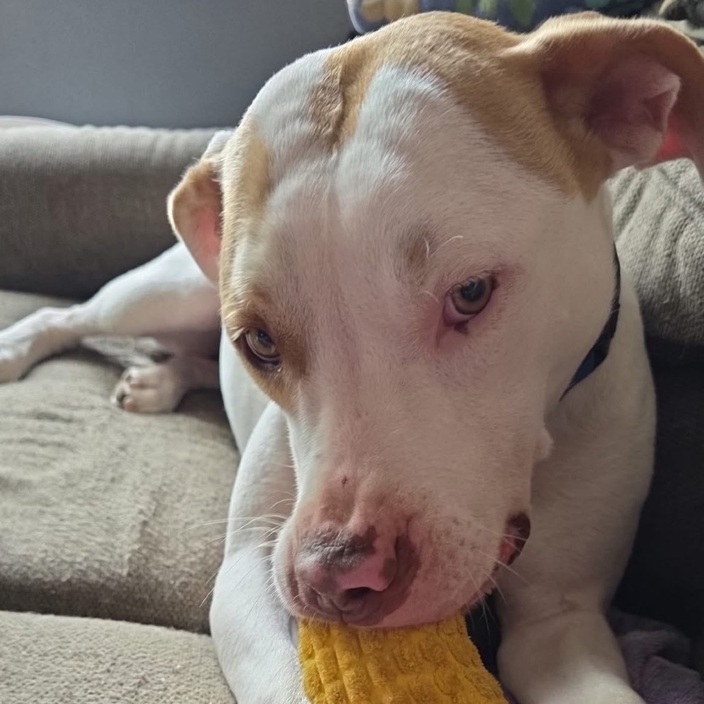 Emmitt, an adoptable Pit Bull Terrier in Duluth, MN, 55803 | Photo Image 4