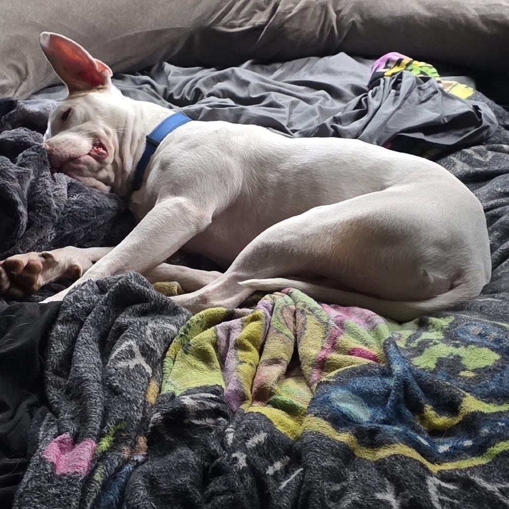 Emmitt, an adoptable Pit Bull Terrier in Duluth, MN, 55803 | Photo Image 5