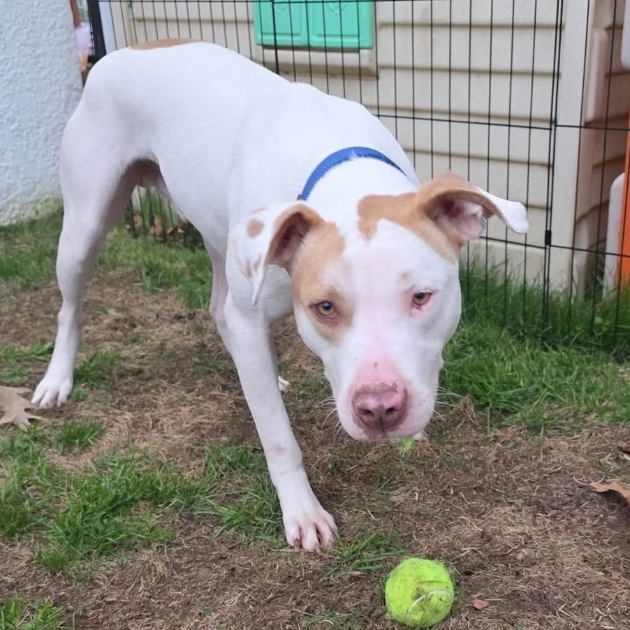 Emmitt, an adoptable Pit Bull Terrier in Brainerd, MN, 56401 | Photo Image 6