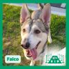 Falco photo 1