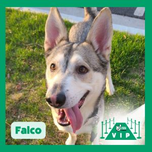Falco