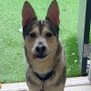 Falco photo 4