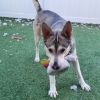 Falco photo 5