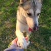 Falco photo 6