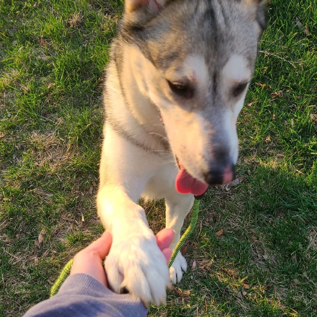 Falco