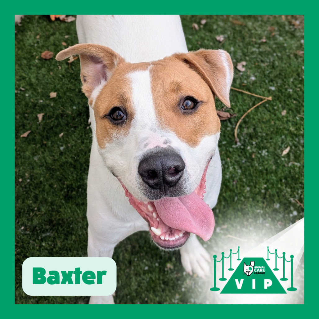 Baxter