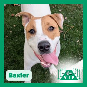 Baxter, Adult Male unknown