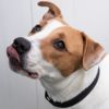 Baxter photo 2