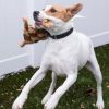 Baxter photo 5
