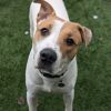 Baxter photo 6